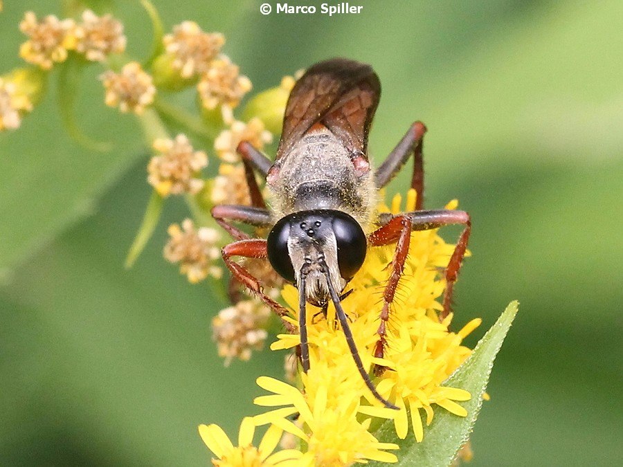 Sphecidae: Sphex flavipennis. Pi confacente S. funerarius, femmina